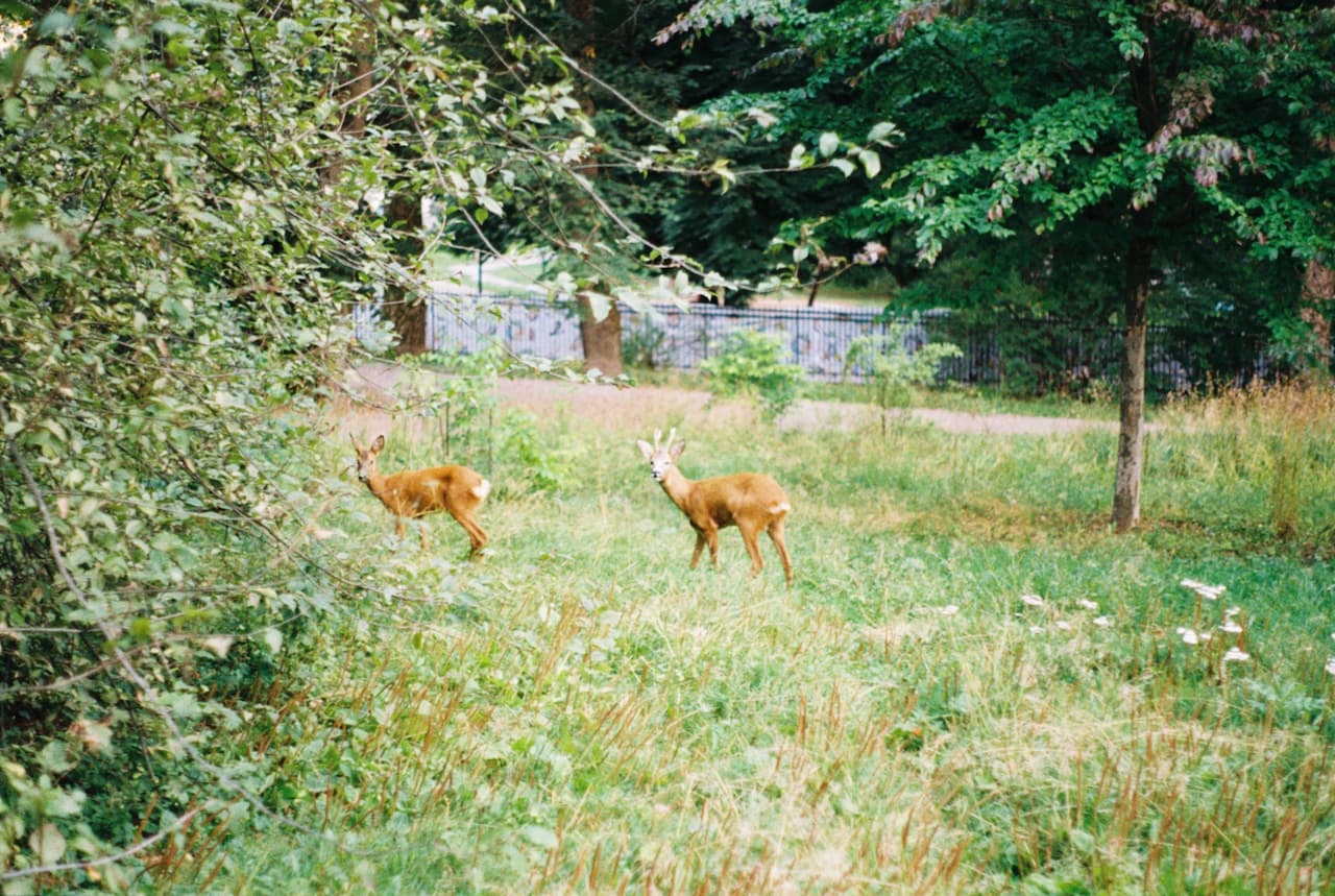 To bambi.